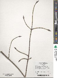 Euonymus sachalinensis image