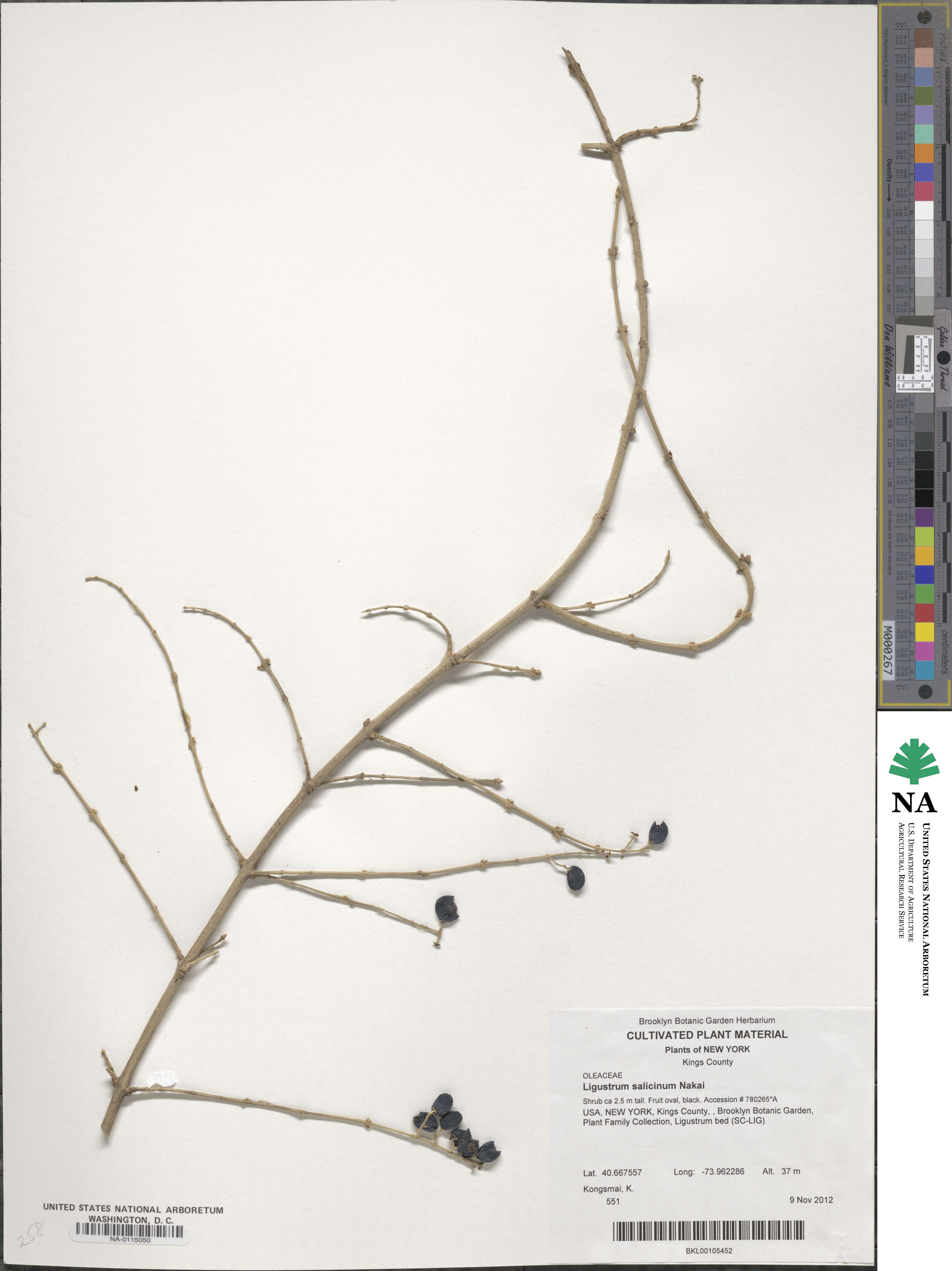 Ligustrum salicinum image