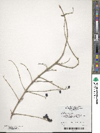 Ligustrum salicinum image