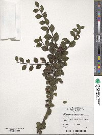 Cotoneaster apiculatus image