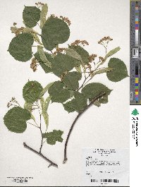 Tilia cordata image