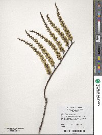 Stachyurus chinensis image