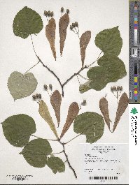 Tilia oliveri image