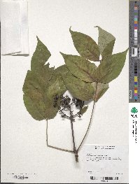 Phellodendron amurense image