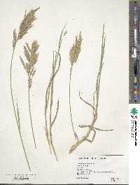 Bromus inermis image