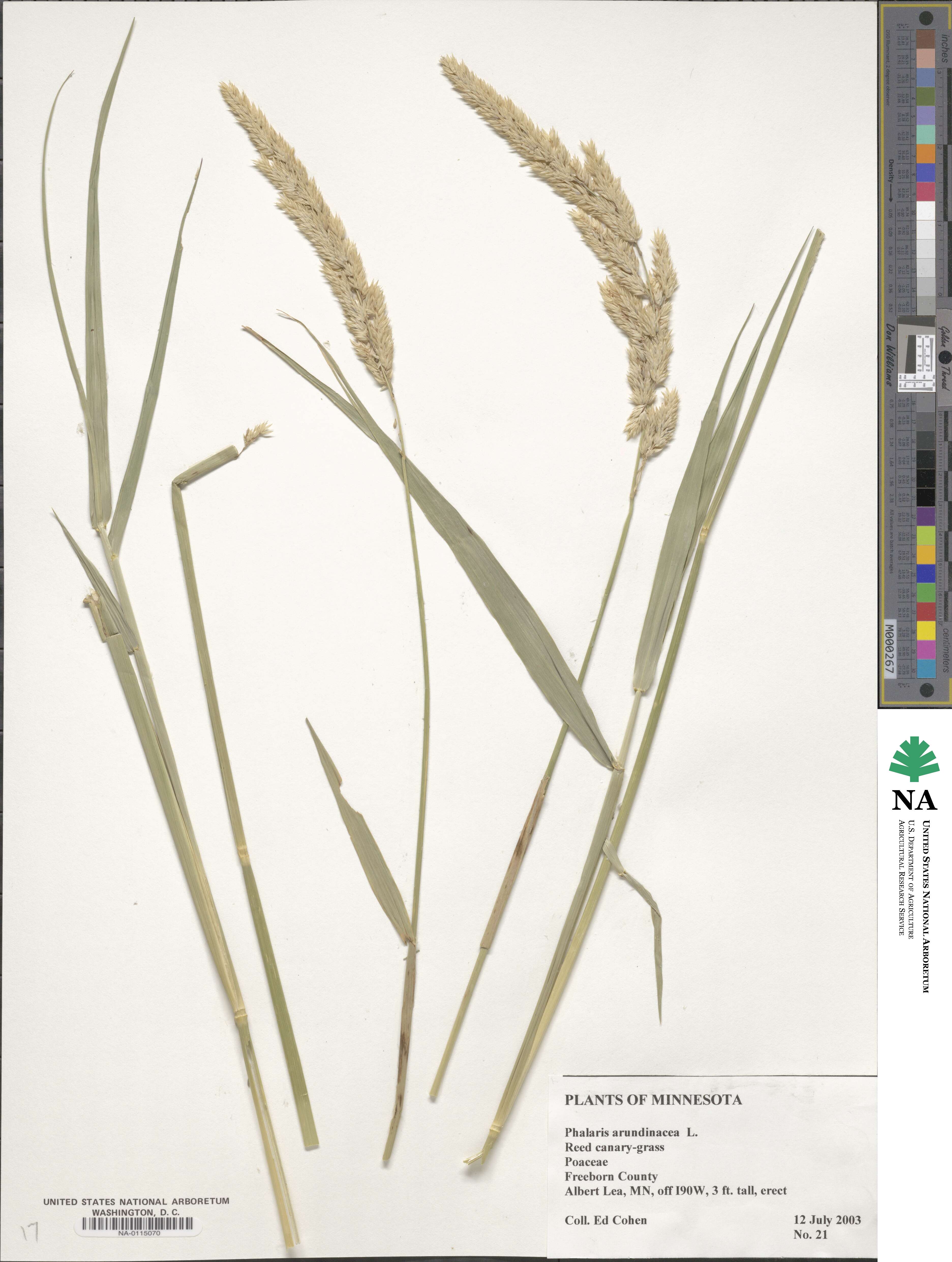 Phalaris arundinacea image