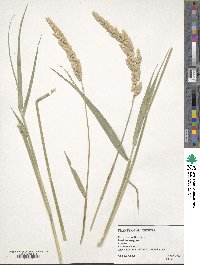 Phalaris arundinacea image