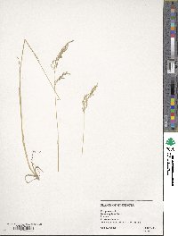 Poa pratensis image