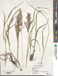 Bromus inermis image