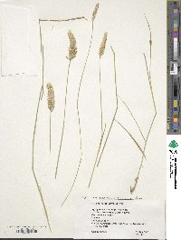 Agropyron desertorum image