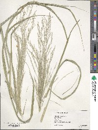 Panicum virgatum image