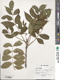 Fraxinus excelsior image