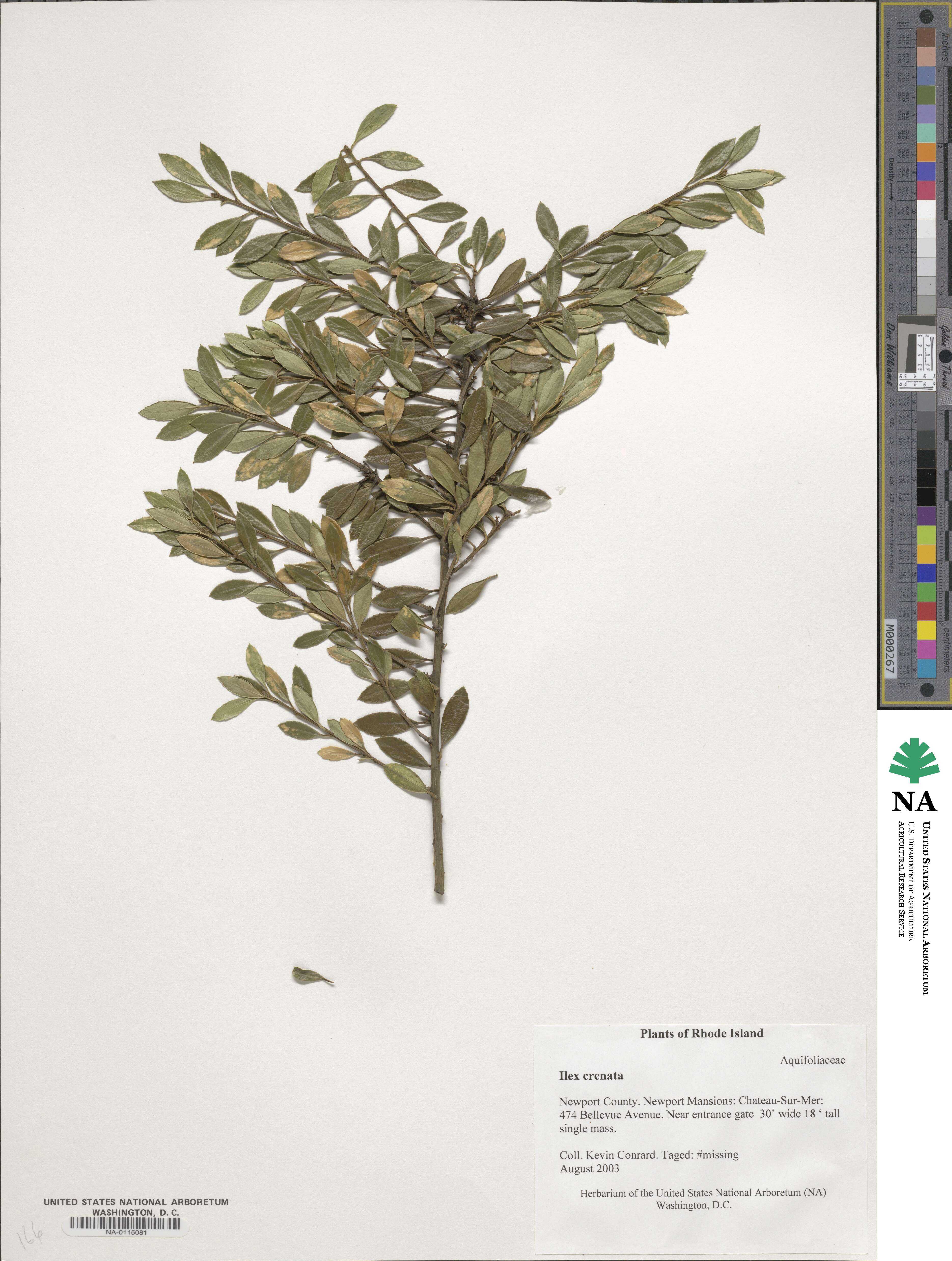 Ilex crenata image