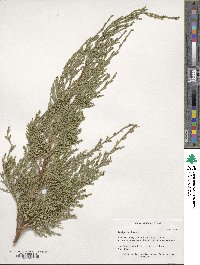 Juniperus chinensis image