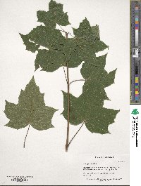 Acer platanoides image