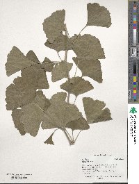 Ginkgo biloba image