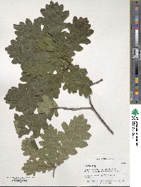 Quercus robur image