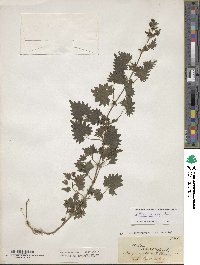 Urtica incisa image