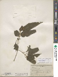 Image of Urtica ferox