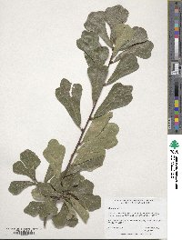 Quercus nigra image