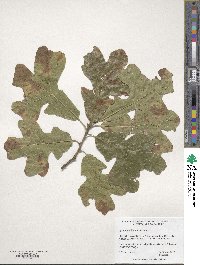 Quercus stellata image