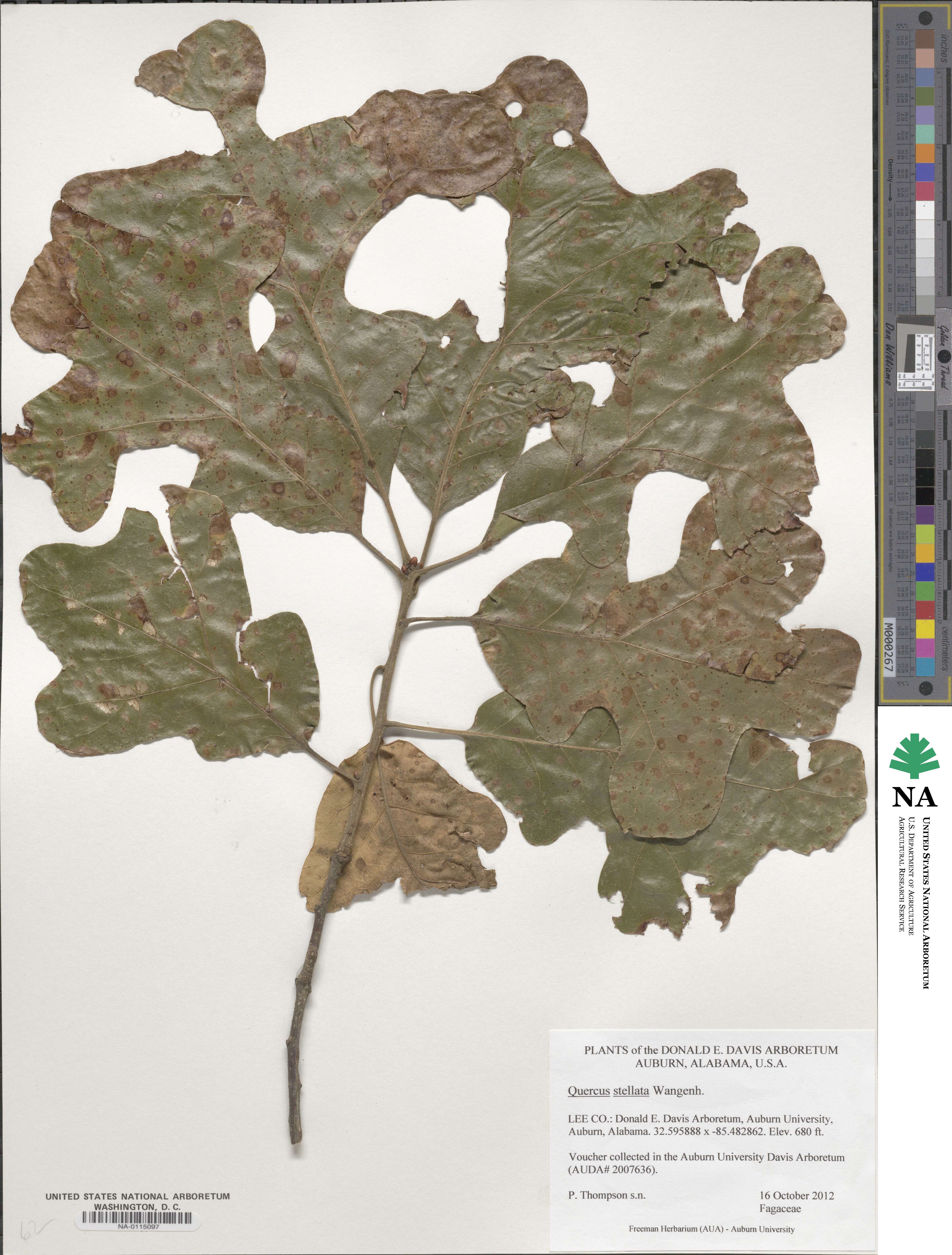 Quercus stellata image