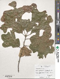 Quercus stellata image