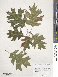 Quercus rubra image