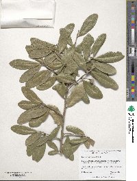 Quercus virginiana image