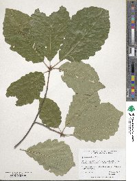 Quercus montana image