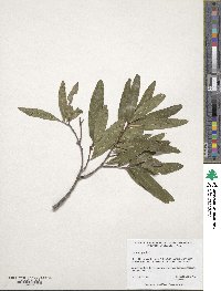 Quercus phellos image