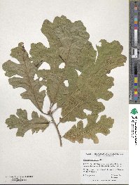 Quercus macrocarpa image