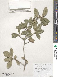 Quercus virginiana image