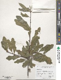 Quercus nigra image