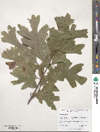 Quercus alba image