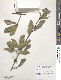 Quercus nigra image