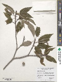 Quercus prinoides image