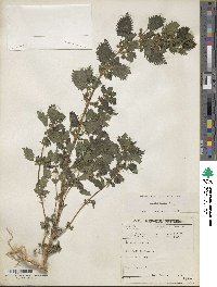 Urtica urens image