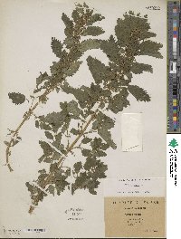 Urtica urens image