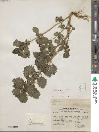 Urtica urens image