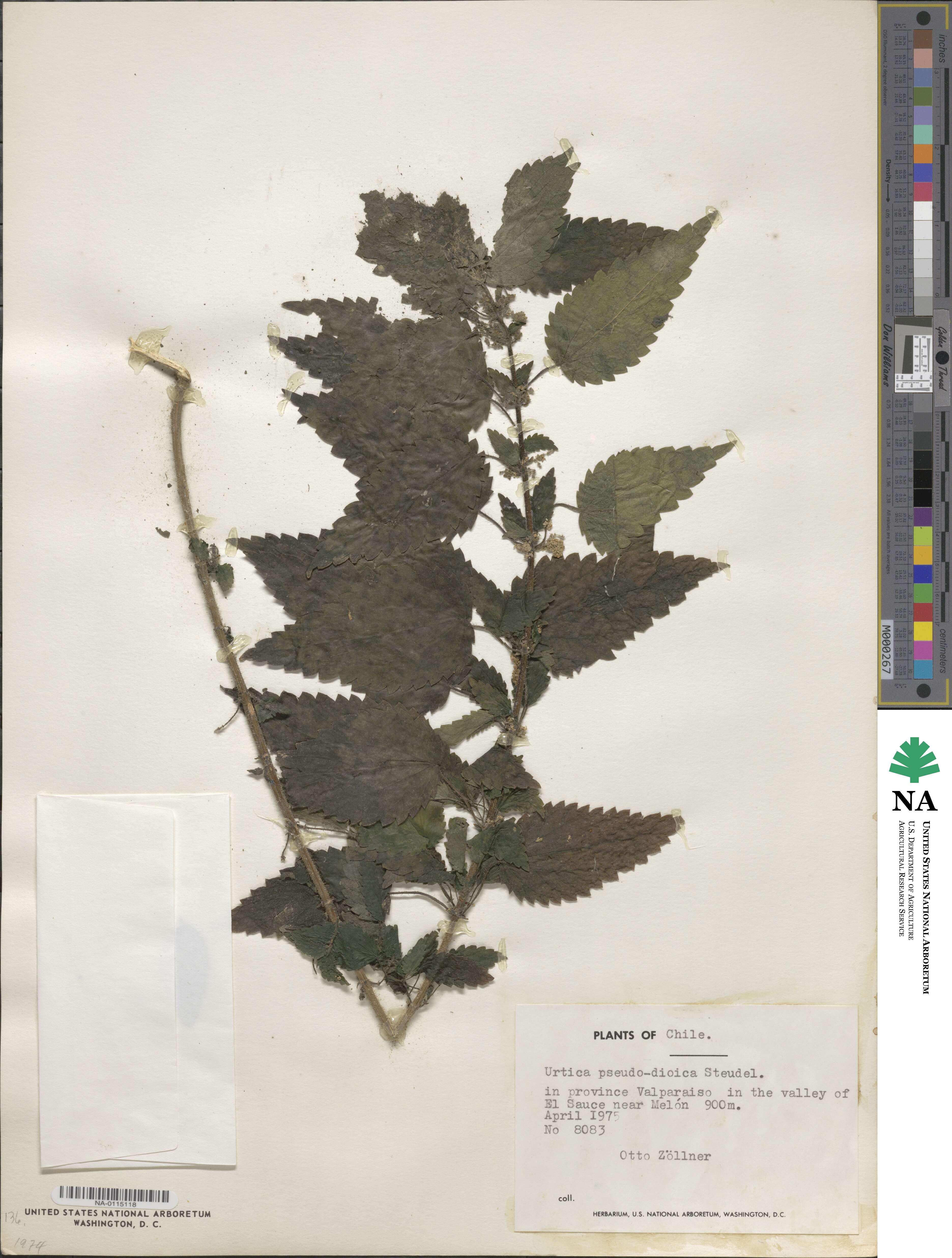 Urtica pseudo-dioica image