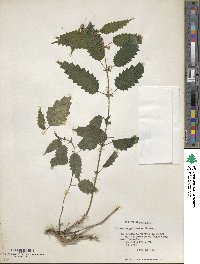 Urtica magellanica image