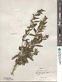 Urtica gracilis image