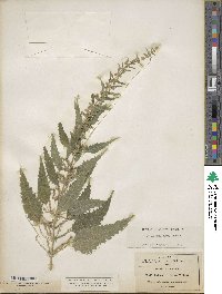 Urtica gracilenta image