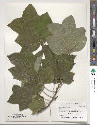 Liriodendron tulipifera image