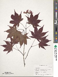 Acer palmatum image