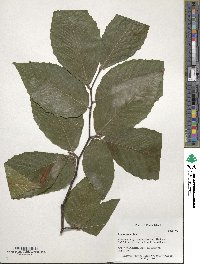 Fagus grandifolia image