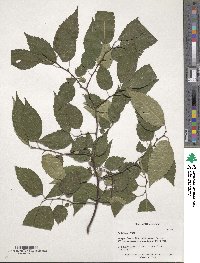 Zelkova serrata image