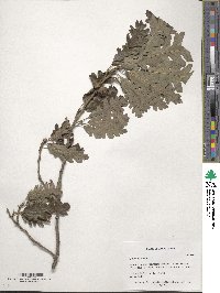 Quercus cerris image