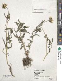 Helianthus petiolaris image